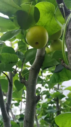 Origin Direct Export Fresh Pears lj