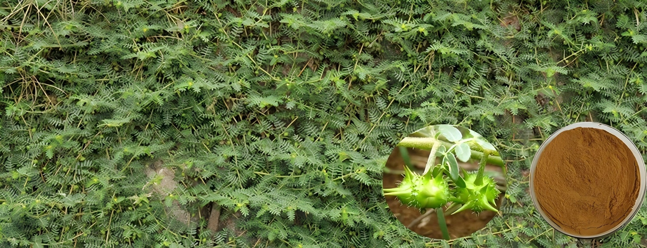 Tribulus Terrestris Extract (3)