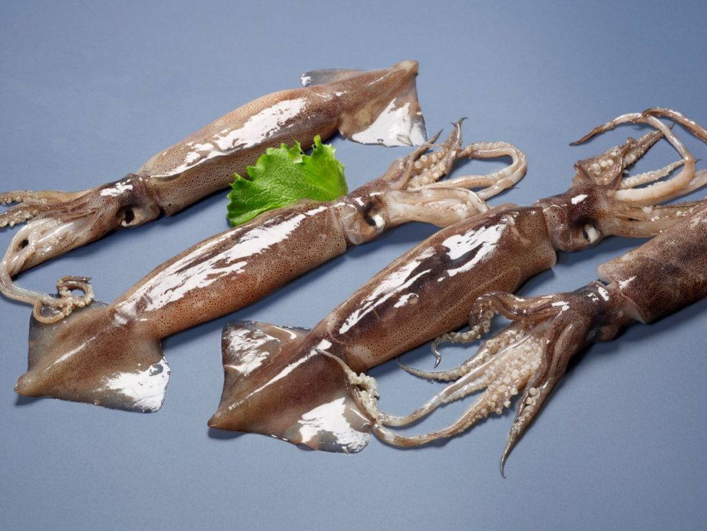 Whole Illex Squid