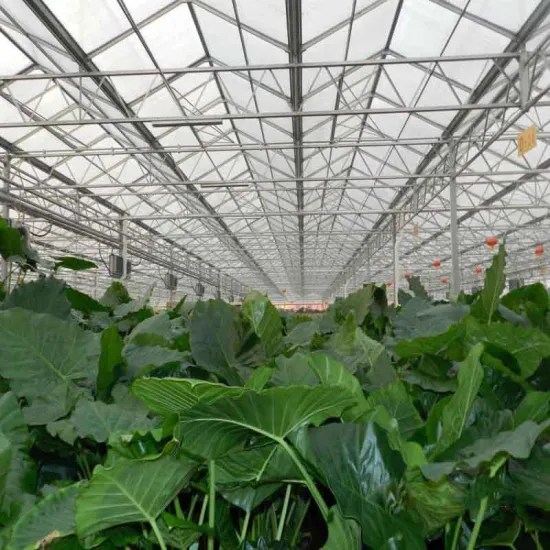 Portable agriculture steel structure greenhouse