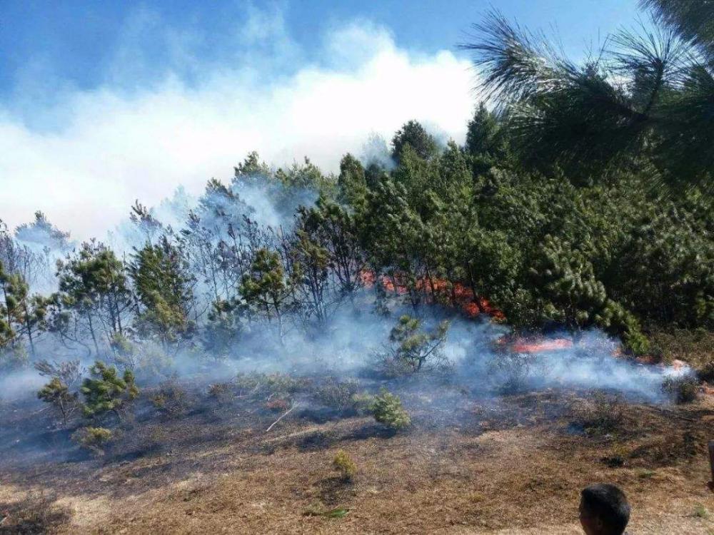 Importiert Langlebiges Flammschutzmittel