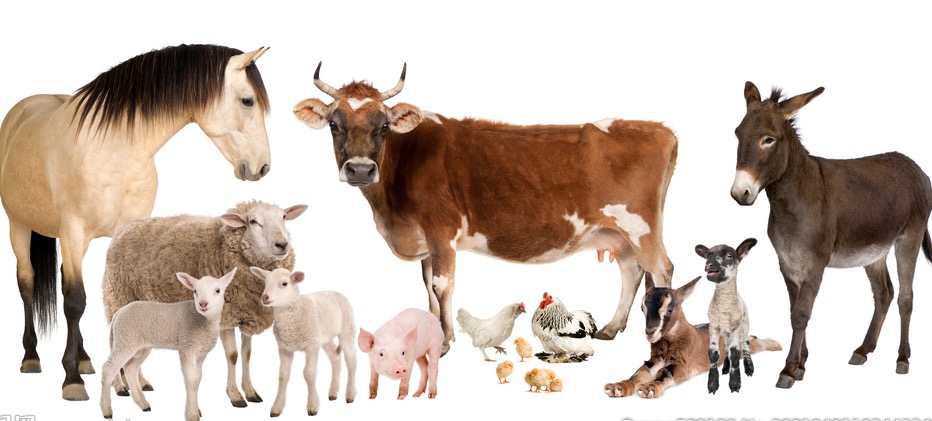 animals