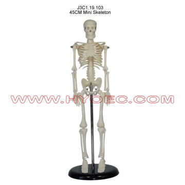 45CM Mini Skeleton-J3C1.19.103
