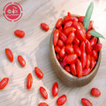 Goji berry goji polysaccharides / gözaltına / zeaksantin bakımından zengin