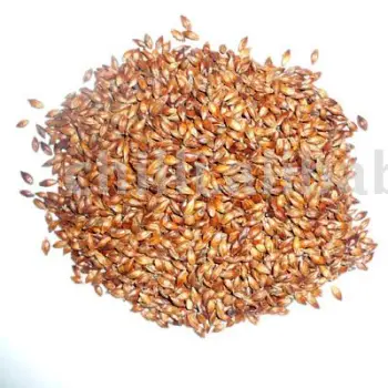 barley tea