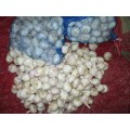 Ail blanc normal frais de stockage au froid