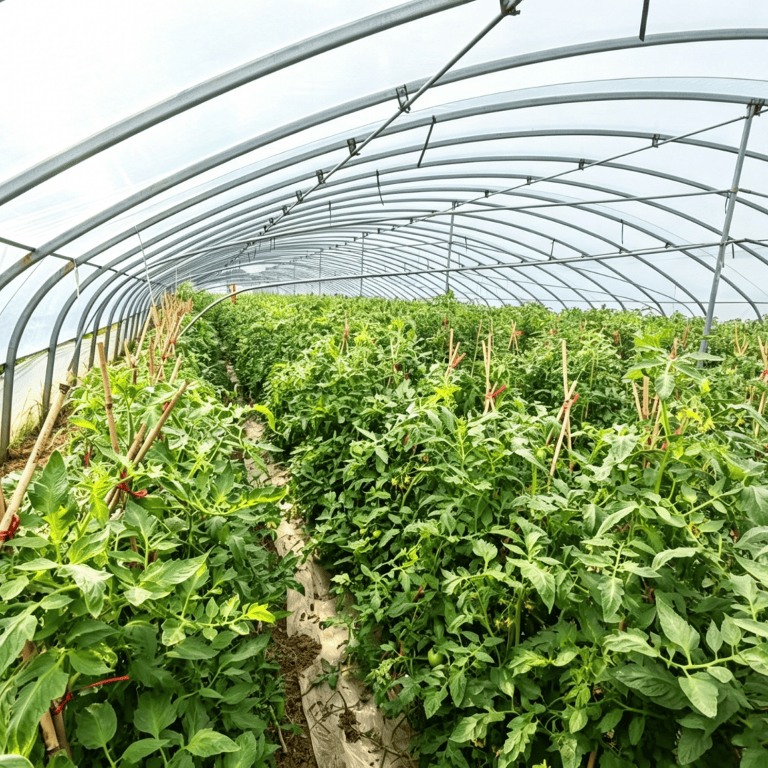 agricultural plastic film for greenhouse (2)