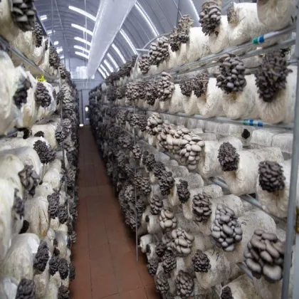 fungus oyster mushroom seeds for dried mushrooms