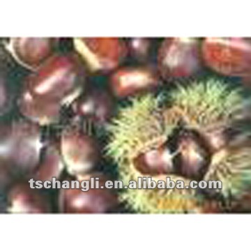 fresh chinese chestnut