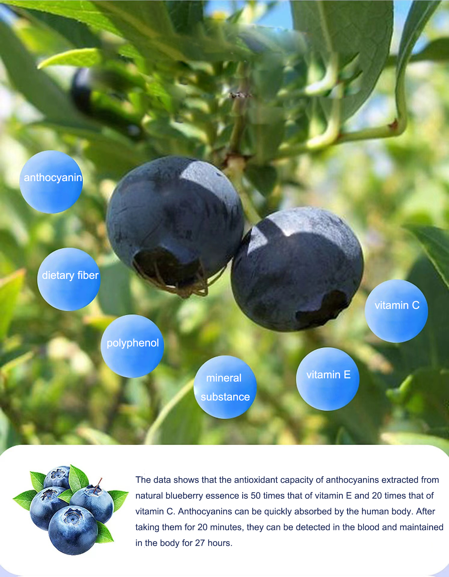 OEM/ODM Pure Natural Skin Care Anthocyanin Immune Support Blueberry Protoplasmic Blueberry protoplasmic oral liquid