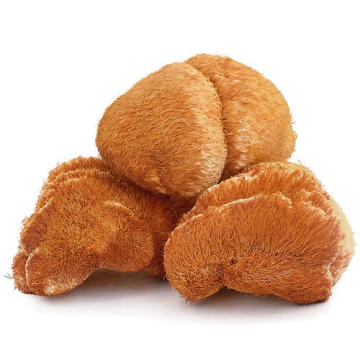 Wholesale Quality Raw Material Lions Mane Mushroom Powder