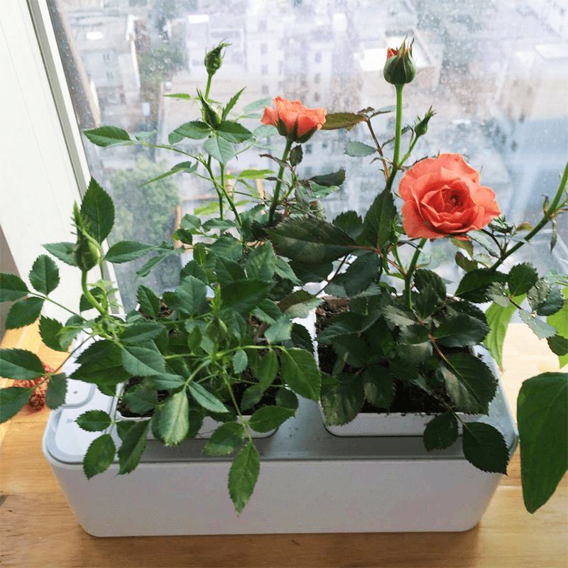 Mini DIY Hydroponic Flower Net Pot Grow System