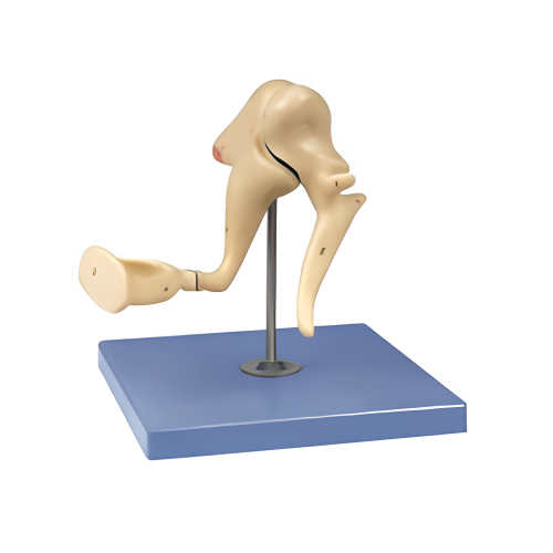 Sensory Organs Auditory Ossicles Model(three ossicles ) Manufactory