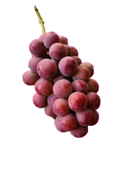 Queen Nina Rose Fragrant Red Grape