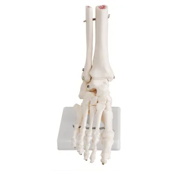 Life-Size Foot Joint Skeleton Model