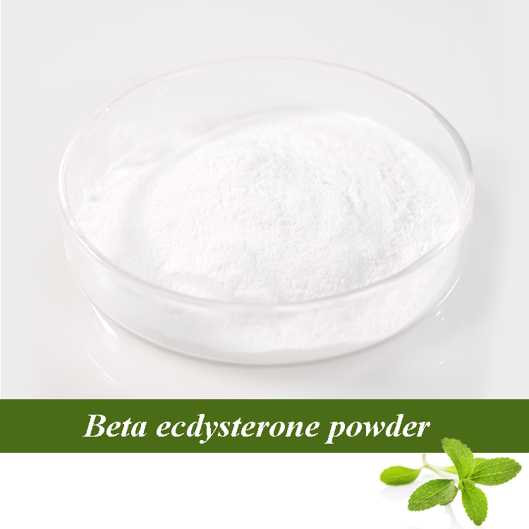 Beta Ecdysterone Powder para aumentar el extracto de inmunidad