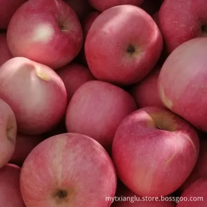 honey fuji apple stripped red apple golden apple