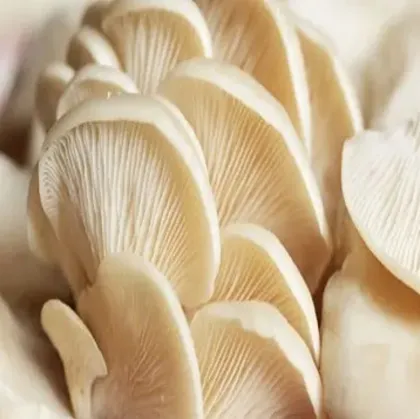 Edible fugus Golden Oyster Mushroom Elm Mushroom