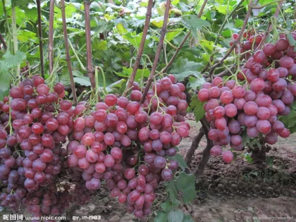 Dried fruit processing line/raisins making line
