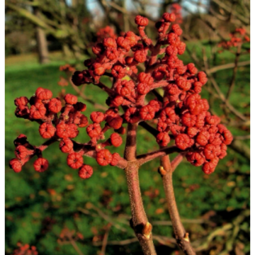 Pure Natural Euodiae Fructus Extract