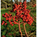 Pure Natural Euodiae Fructus Extract