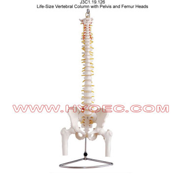 Life-Size Vertebral Column with Pelvis and Femur Heads-J3C1.19.126