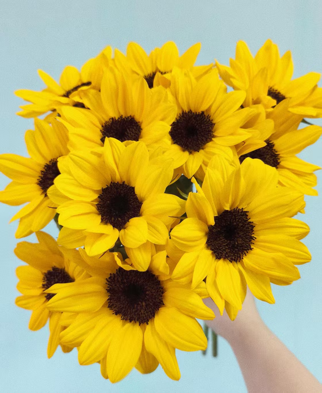 Black-centered sunflower