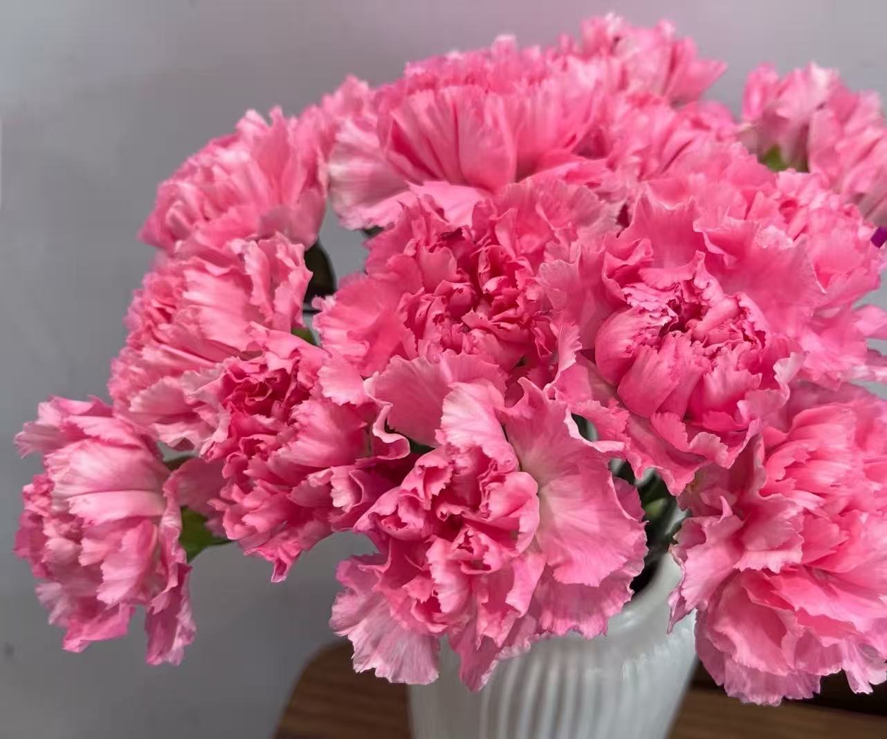 Singe-headed Carnation Little Peach red