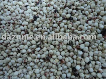 White Grain Sorghum