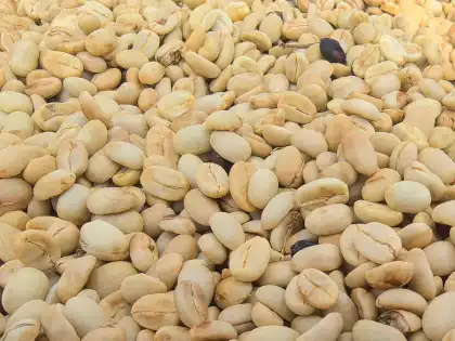 Hali Geisha Green Coffee Beans