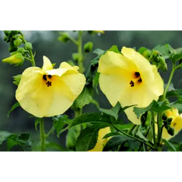 Premium Abelmoschus Manihot Extract for Natural Skin Care Solutions