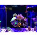 スイッチAquarium Coralで調光対応LEDライト