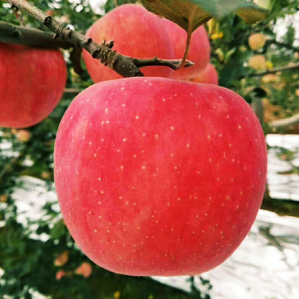 fresh apple