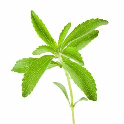 Bulk stevia extract powder