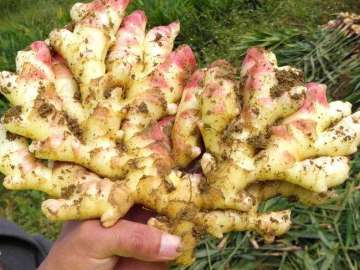 Hot Selling Fresh Vegetable Laiwu Fresh Ginger