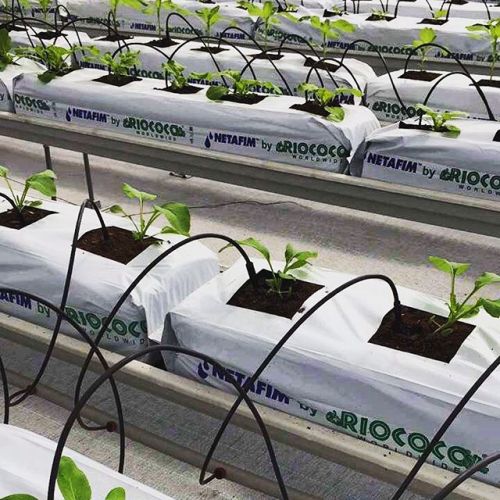 Gotejador de seta reta para micro irrigação