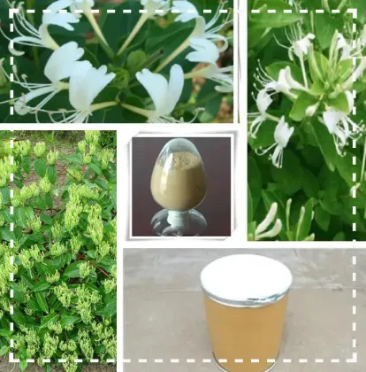 Best pure natural Honeysuckle Extract in stock