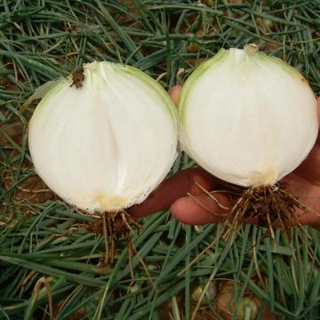 Wholesale Good Quality Fresh Onions