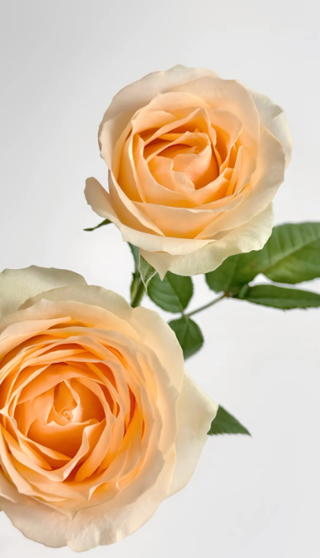 Champagne Rose