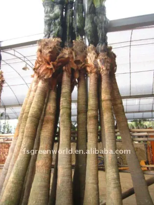 Chinese Fan palm trees