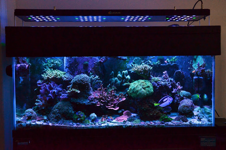 165W Coral Growing LED Aquarium Lighting