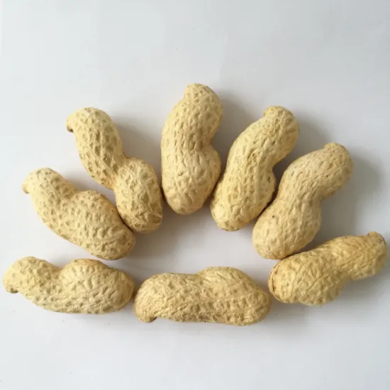 Import export roasted peanut in shell manufacturer