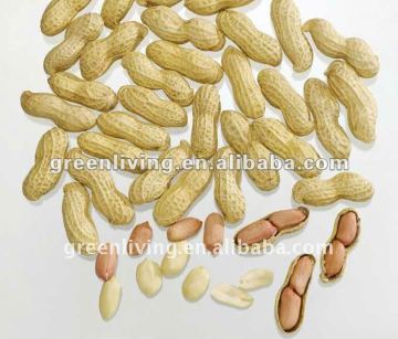 Chinese Fresh Peanuts