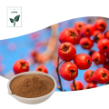 High Quality Hawthorn Berry Extract Powder