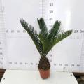 Cycas Revoluta 110#AA -klass