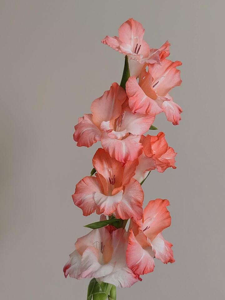 Gladiolus Pink Lady