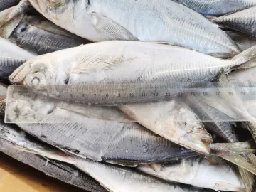 Frozen Seafood Horse Mackerel Fish