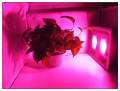 LED Grow Light 100W COB-modell för växter