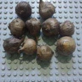 Bawang Putih Hitam Cengkeh Tunggal Oksidan Dengan FDA