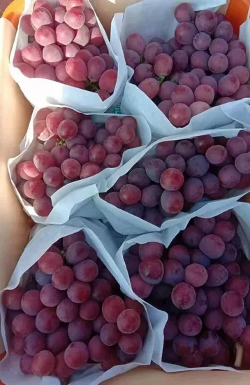 Sariwang Pulang Grape Selection para sa Premium na Kalidad